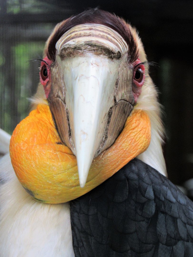 Wreathed hornbill