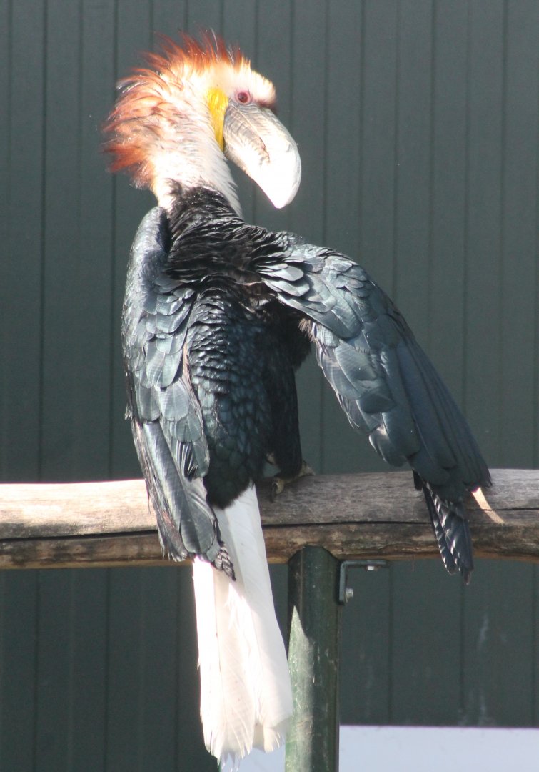 Wreathed hornbill