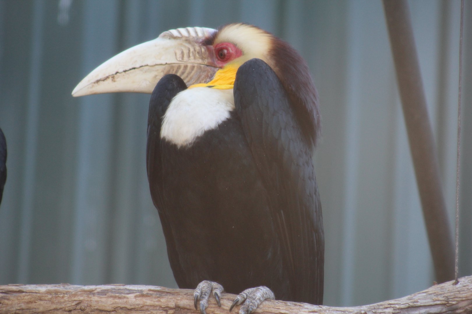 Wreathed Hornbill
