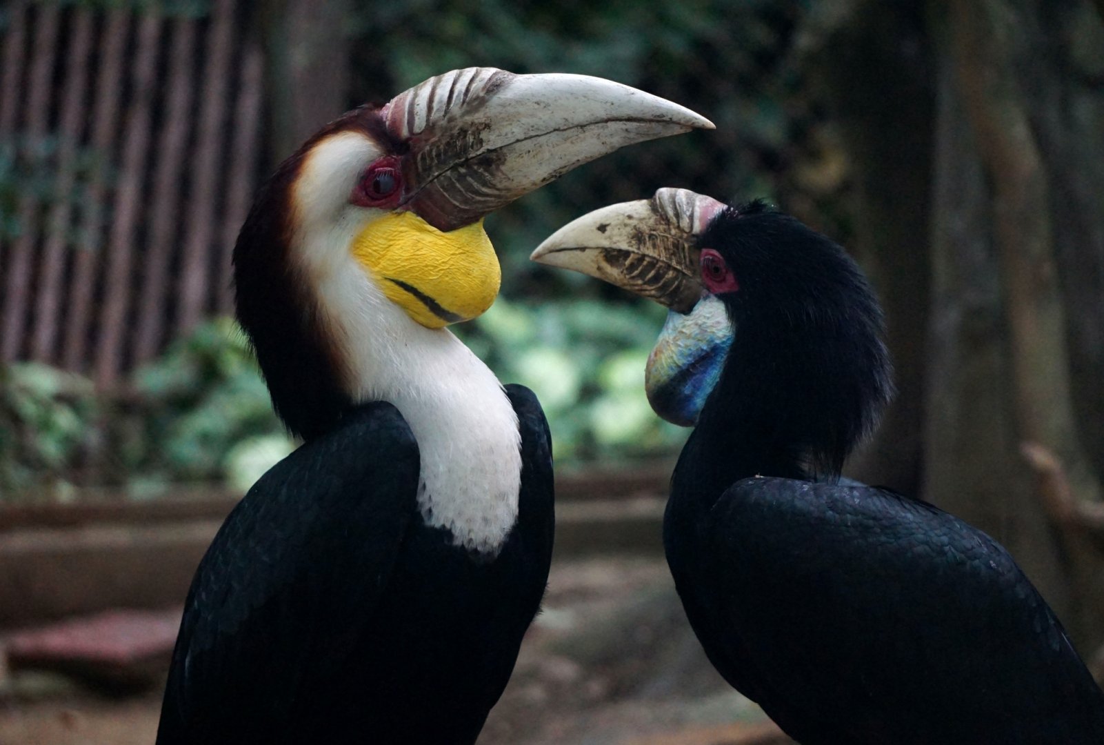 Wreathed hornbill
