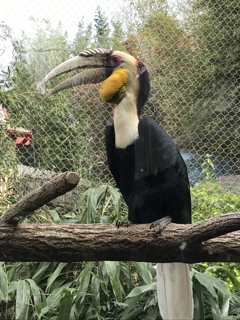 Wreathed hornbill