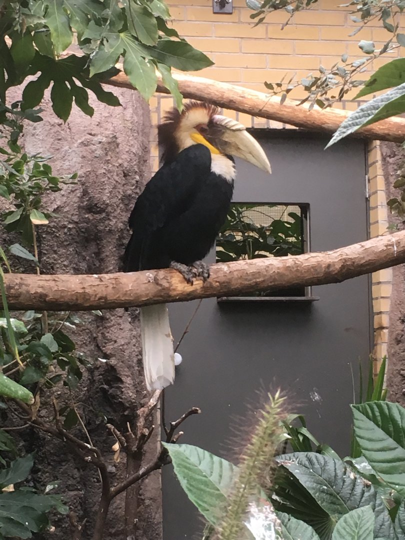 Wreathed hornbill