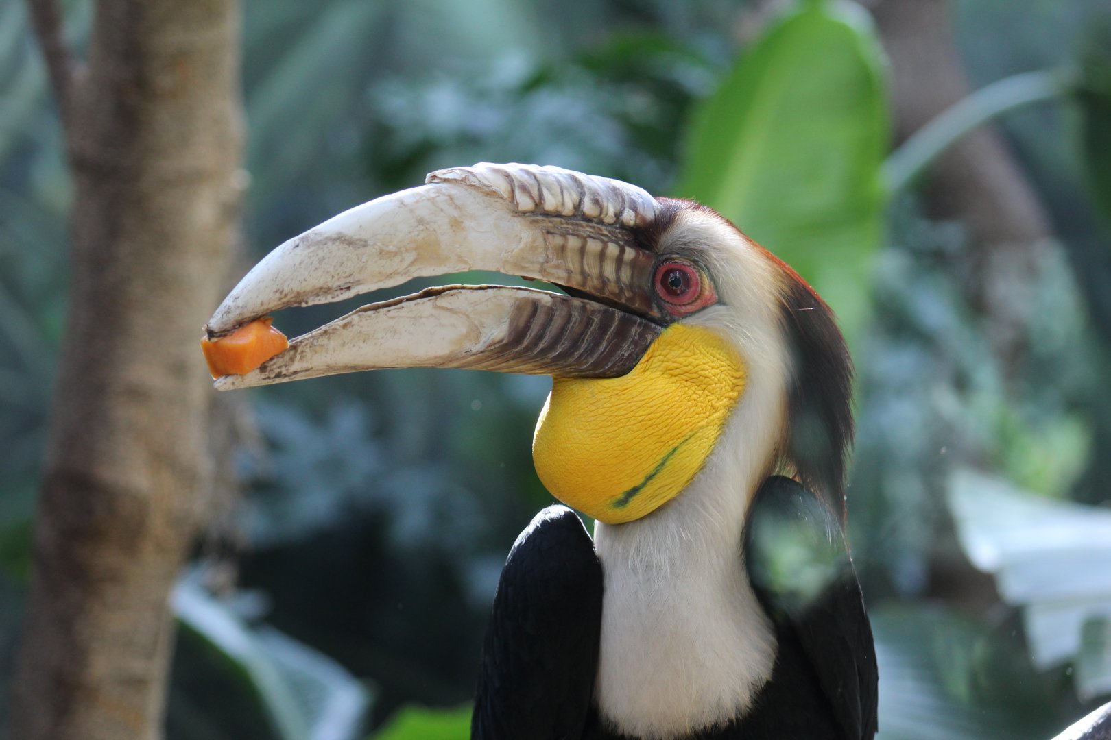 Wreathed Hornbill