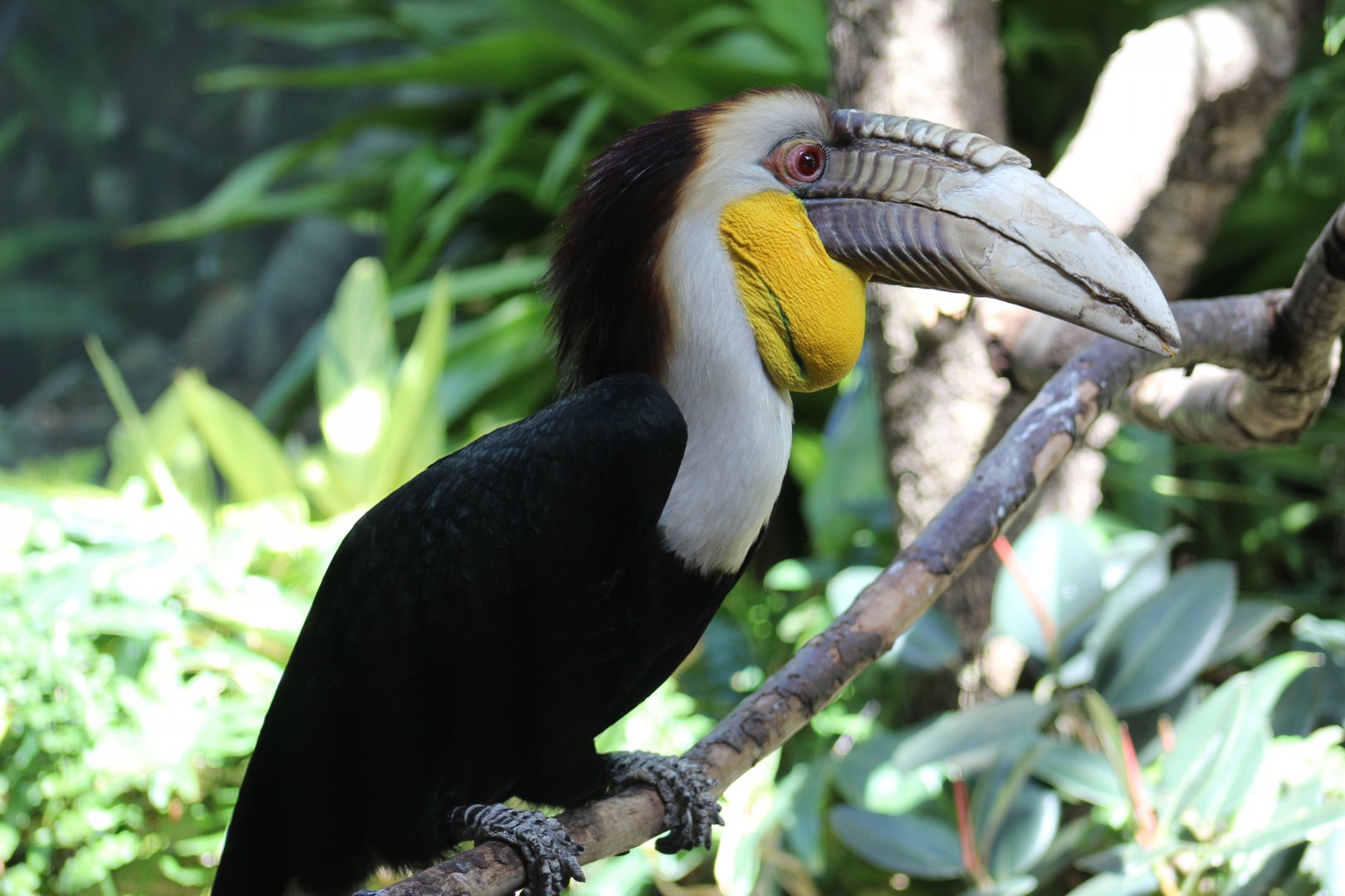Wreathed Hornbill