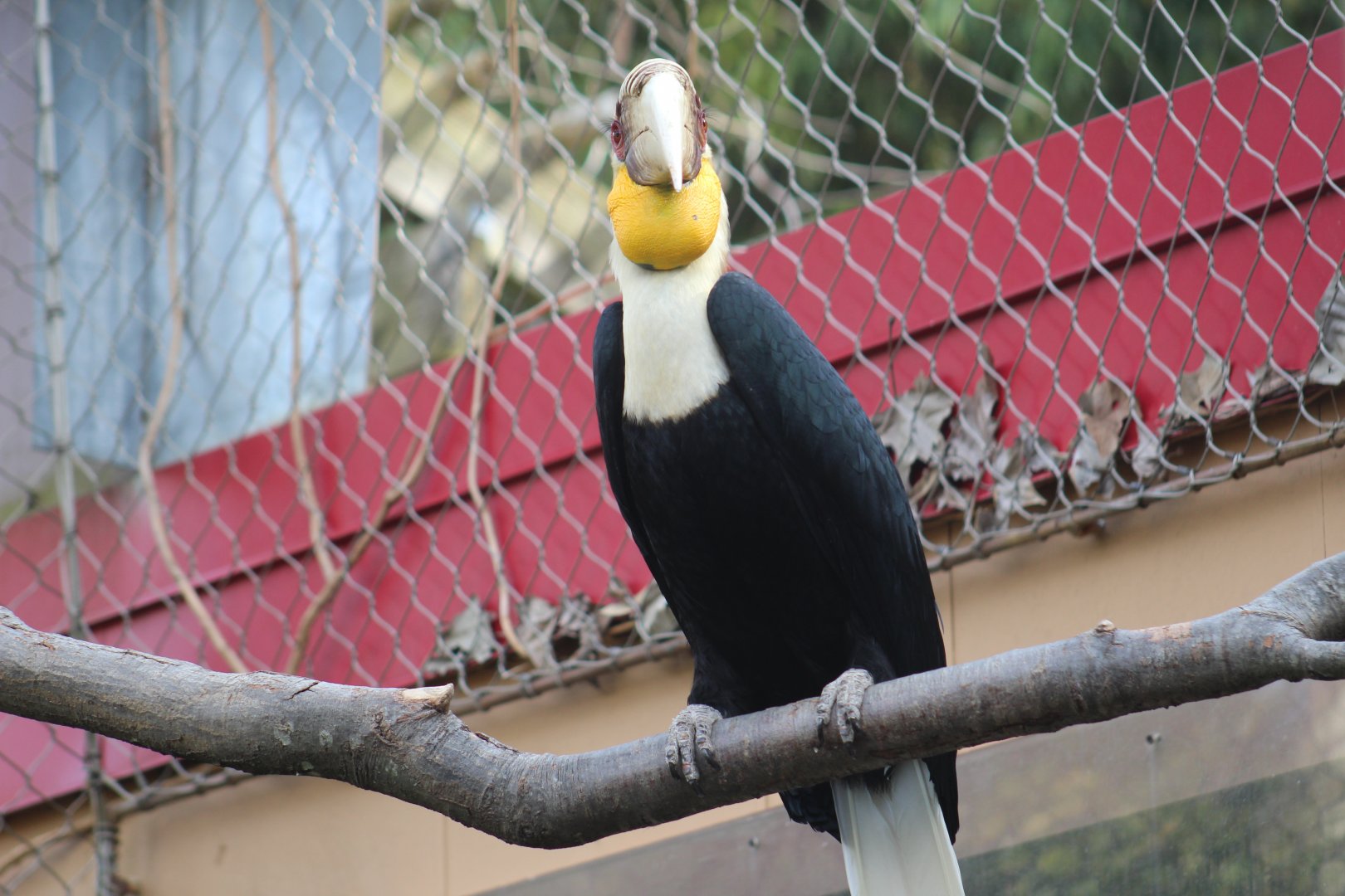 Wreathed Hornbill