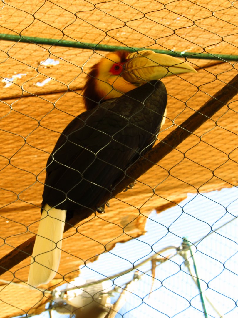 Wreathed Hornbill