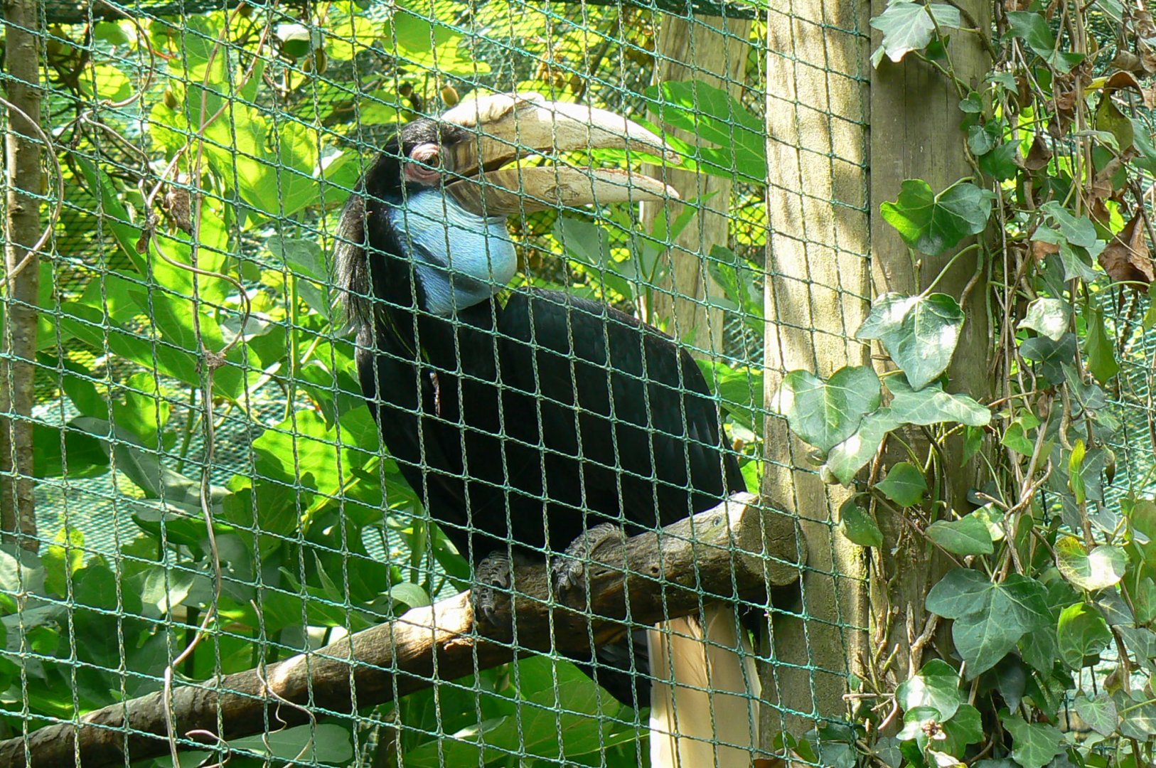 Wreathed hornbill
