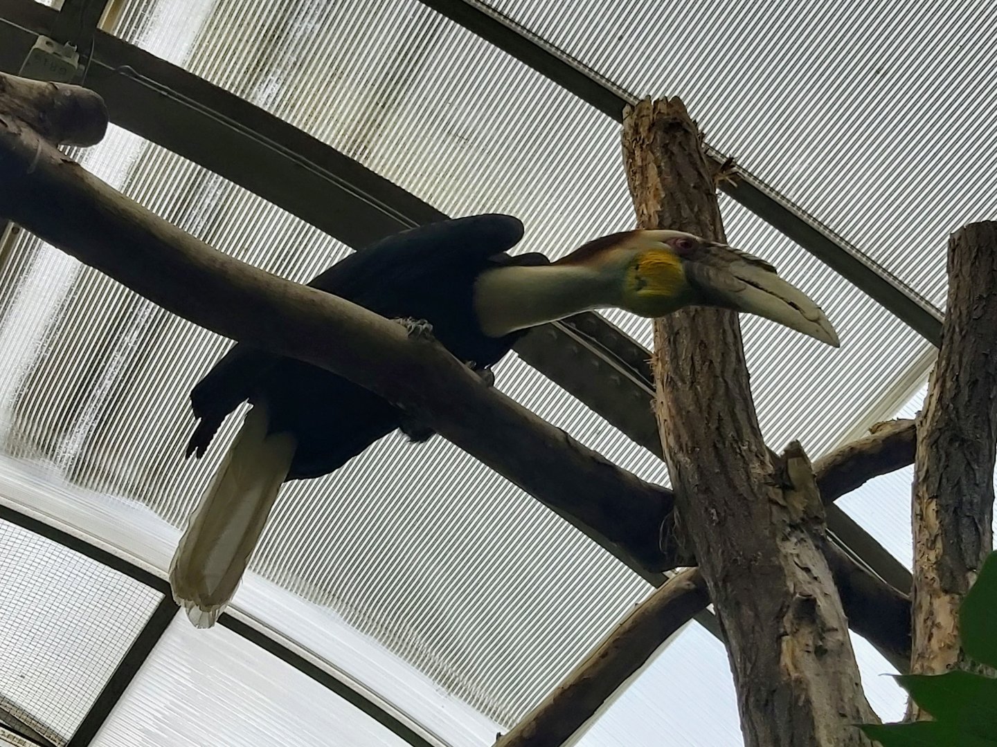 Wreathed hornbill
