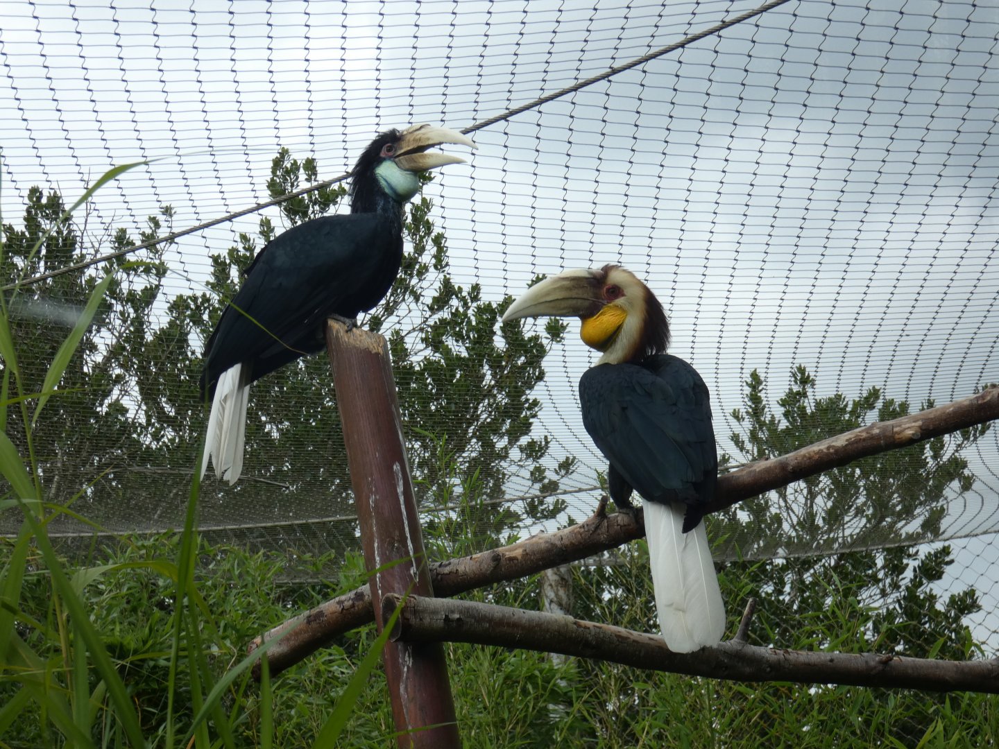 Wreathed hornbill