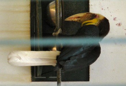 wreathed hornbill