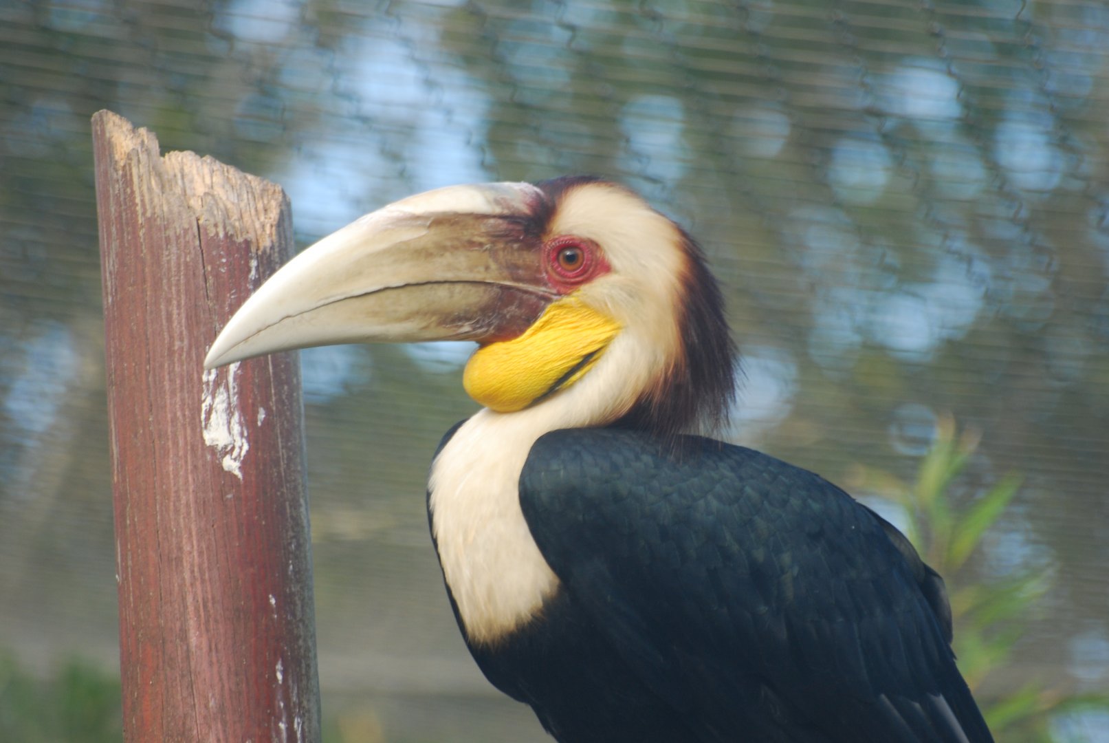 Wreathed hornbill