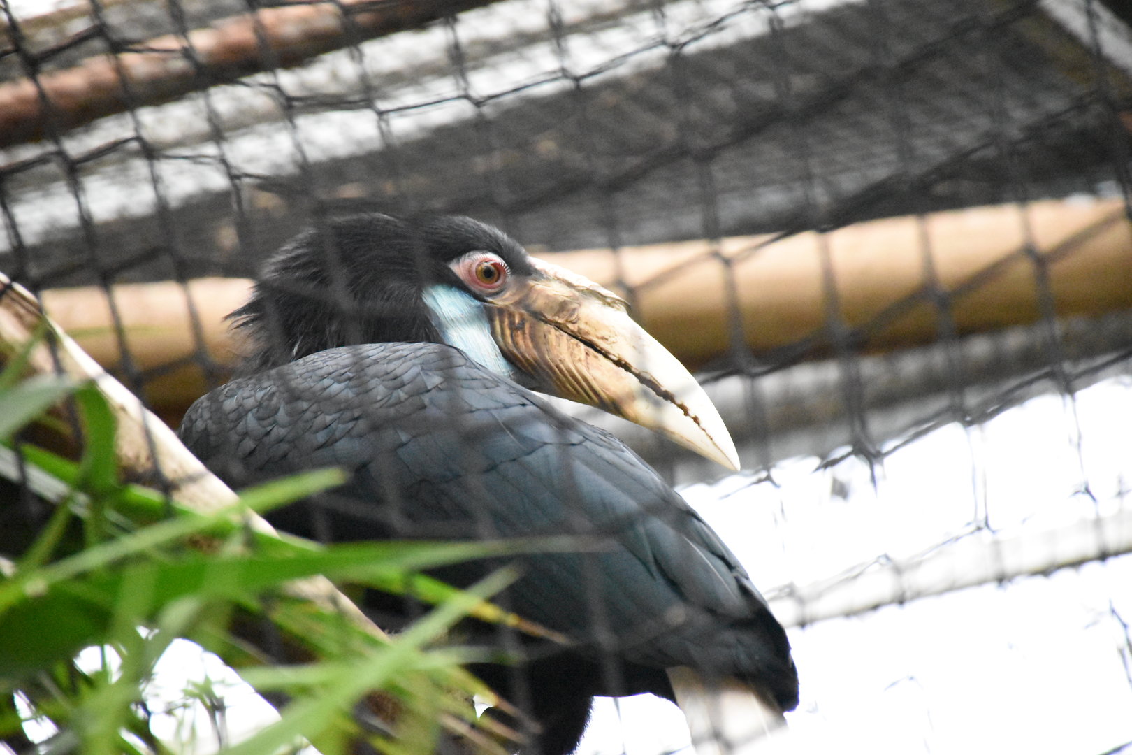 Wreathed hornbill