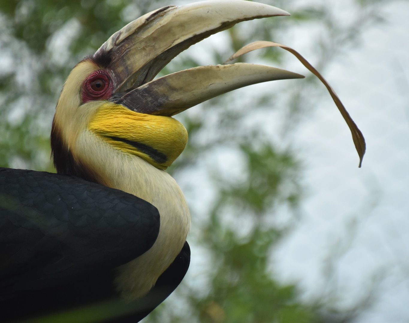 Wreathed hornbill