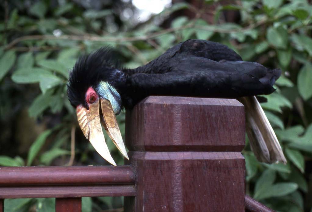Wreathed hornbill