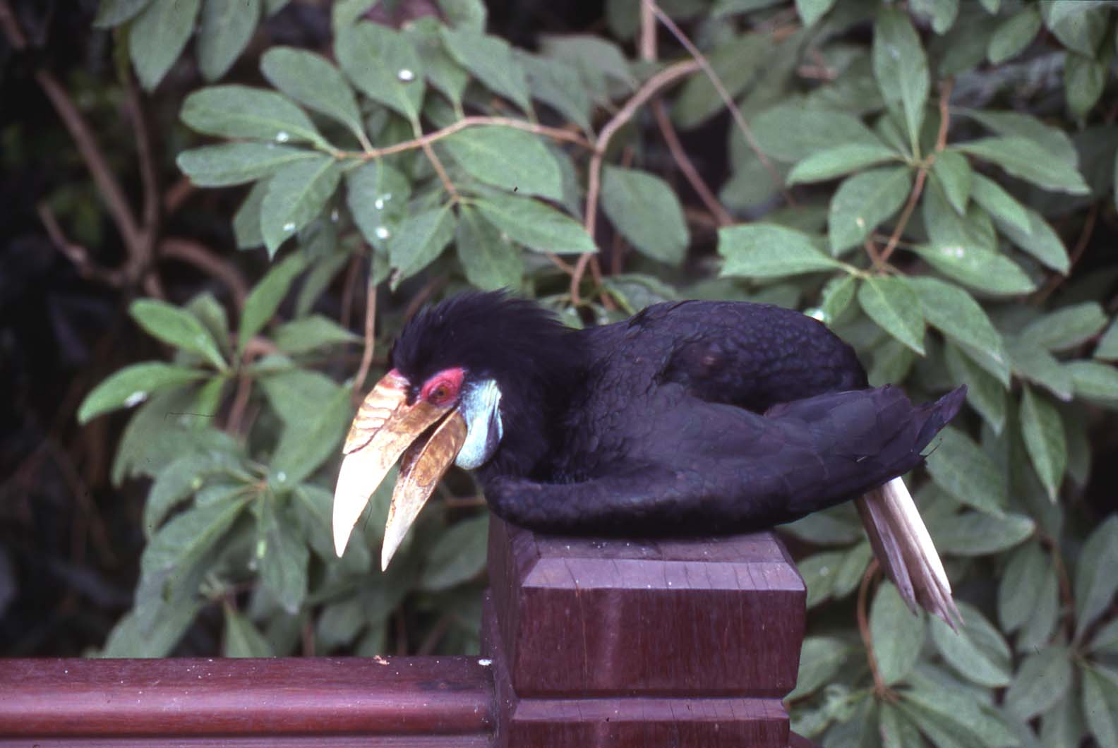 Wreathed hornbill