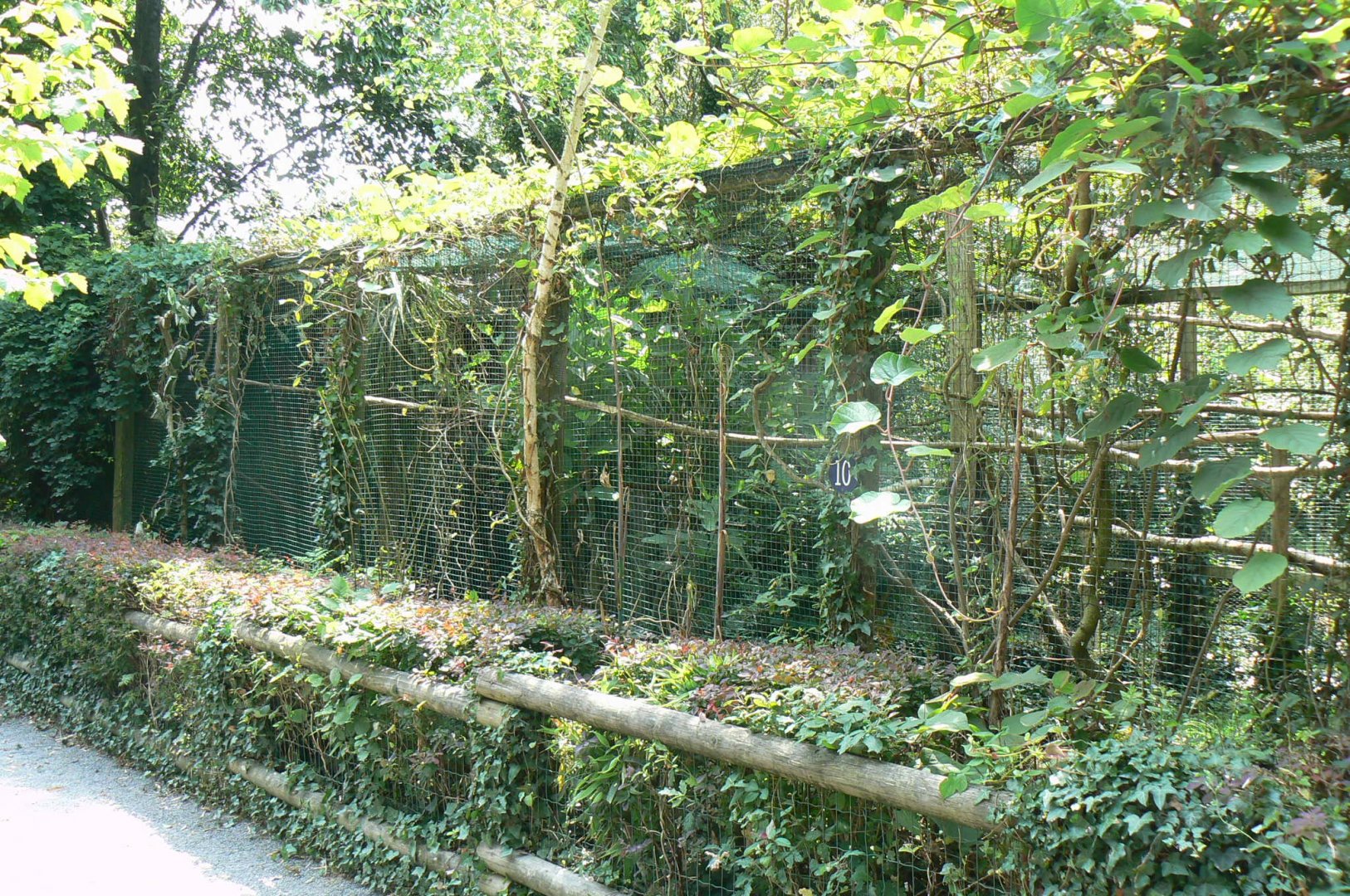 Wreathed hornbills aviary