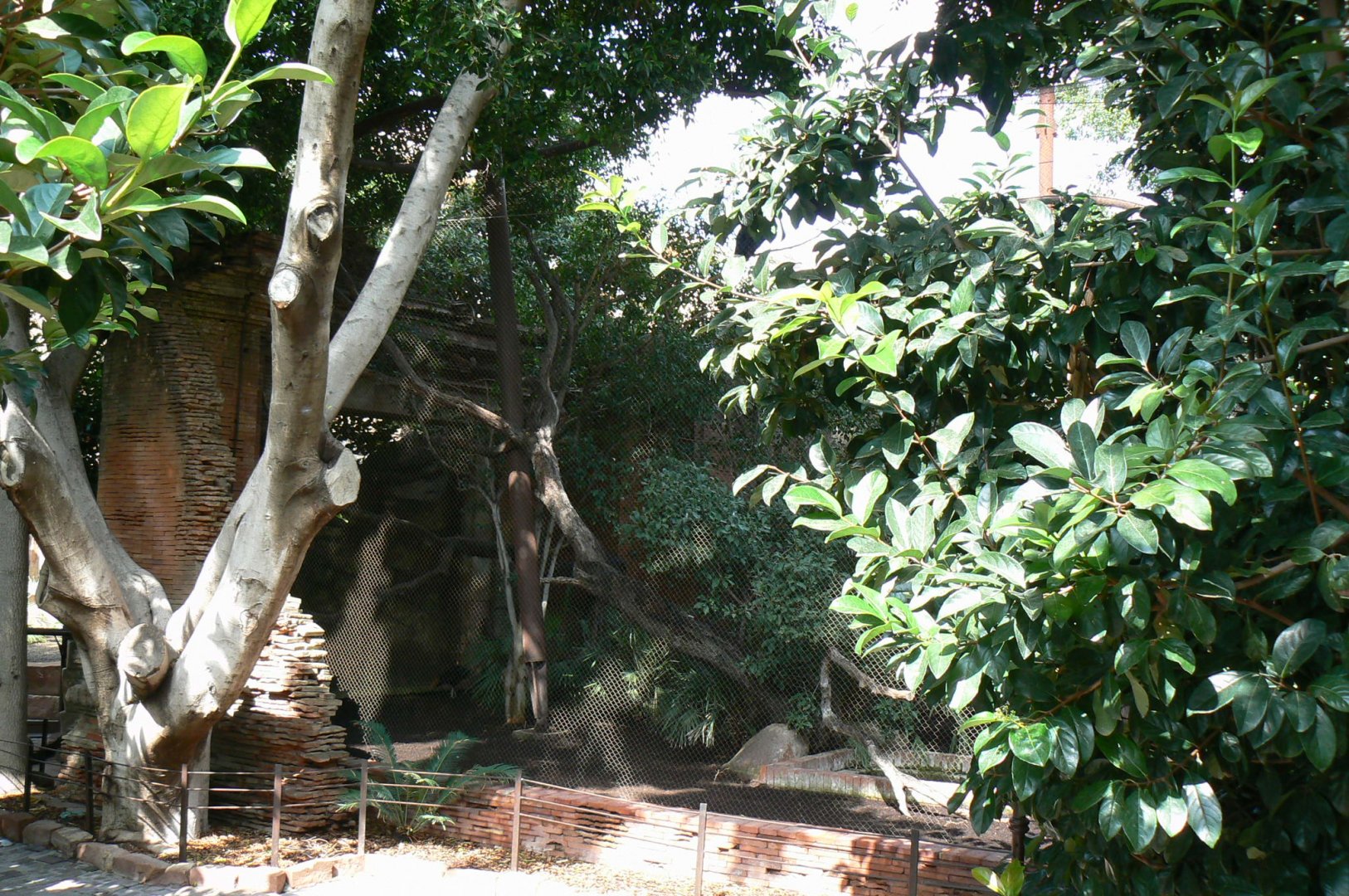 Wreathed hornbills, red-billed blue magpies and greater bornean crested fireback aviary