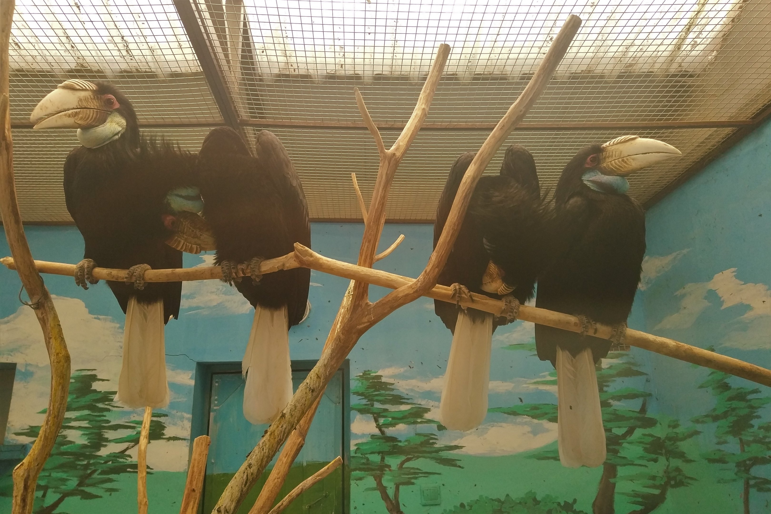 Wreathed Hornbills