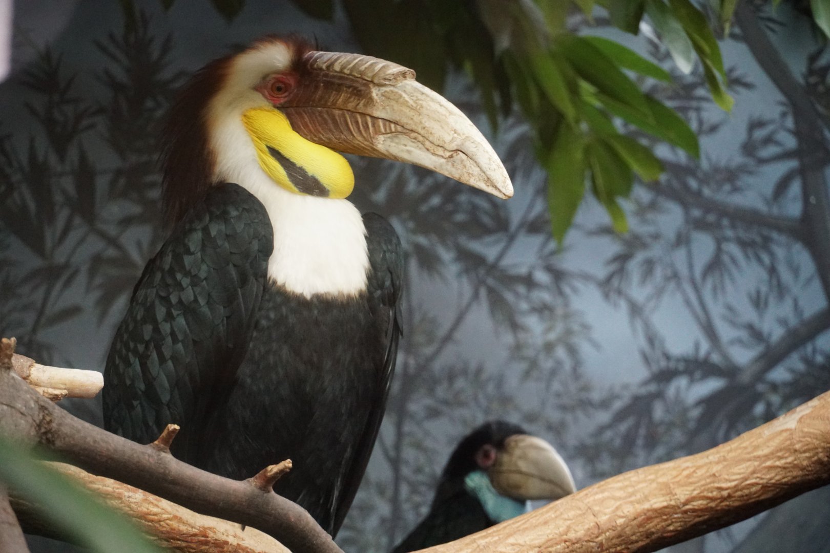 Wreathed hornbills