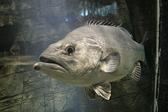 wreck fish 2