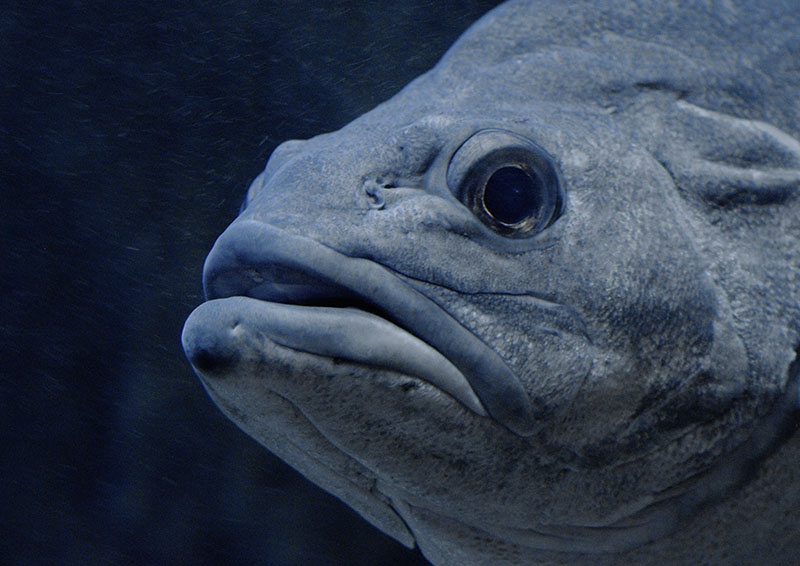 Wreckfish 'Cornelia'