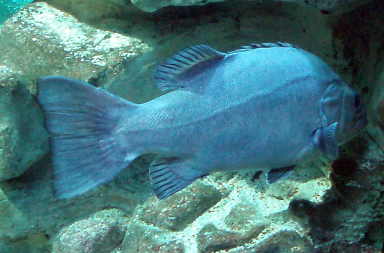 Wreckfish (Polyprion americanum)