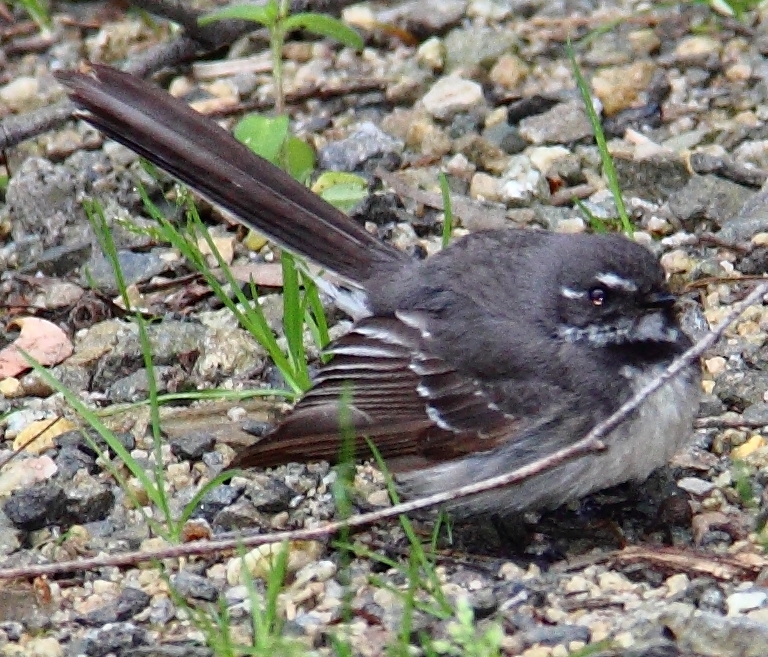 Wren? Dandenongs, VIC, AU