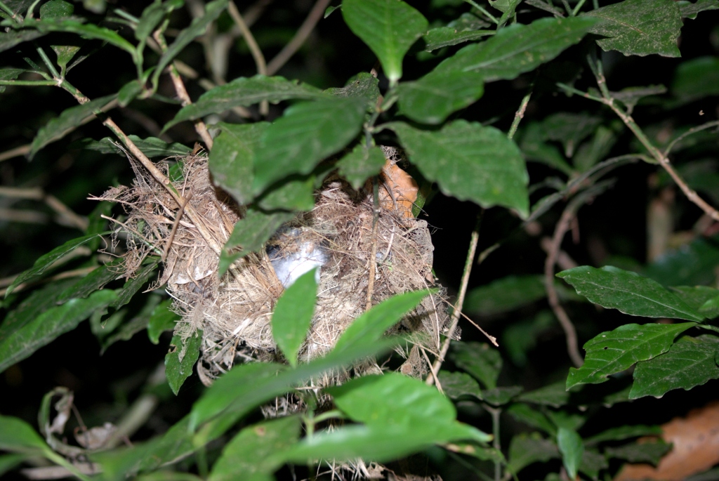 Wren Nest, Reserve adjoining Monteverde Lodge, 19/04/14