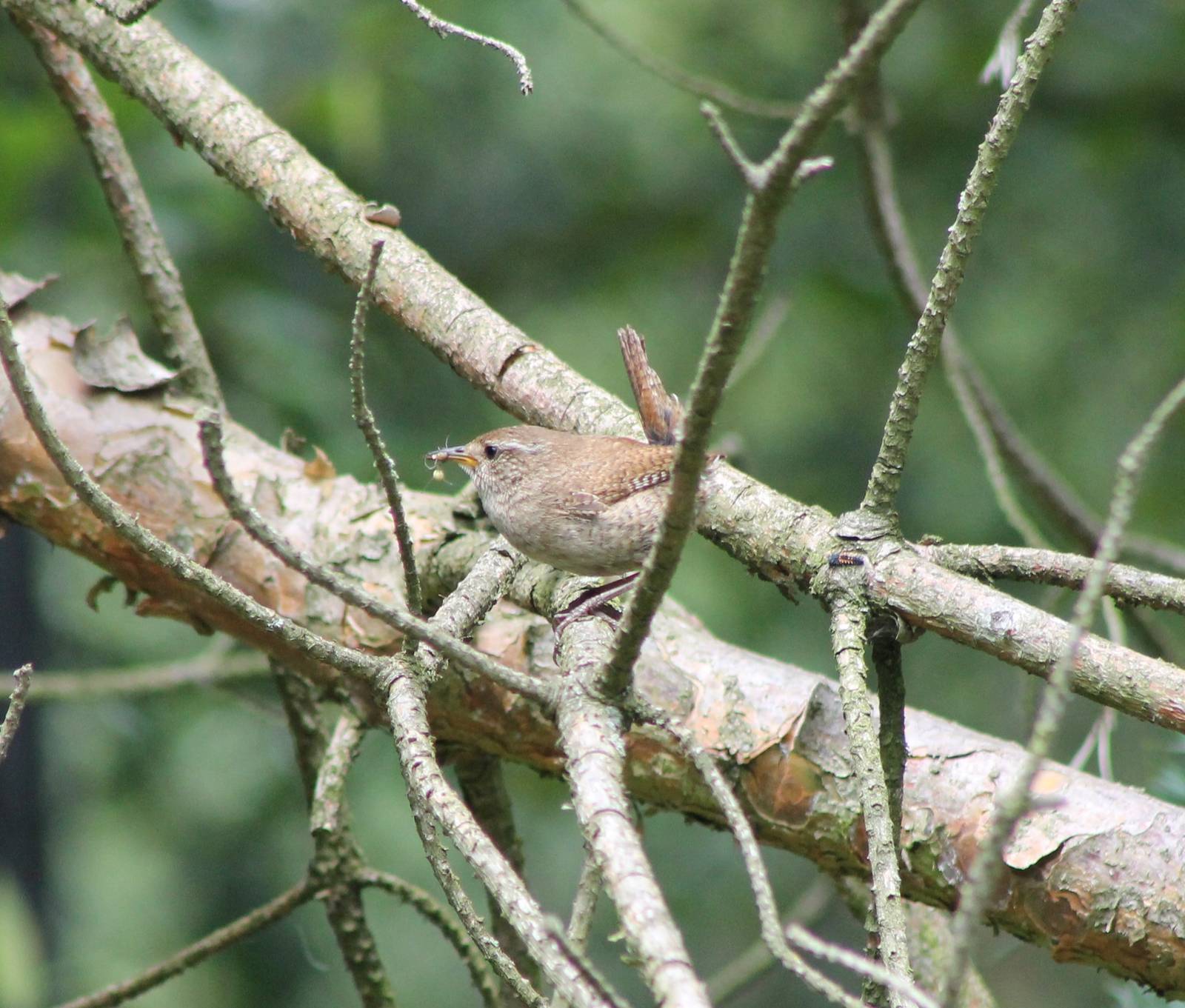 Wren with prey