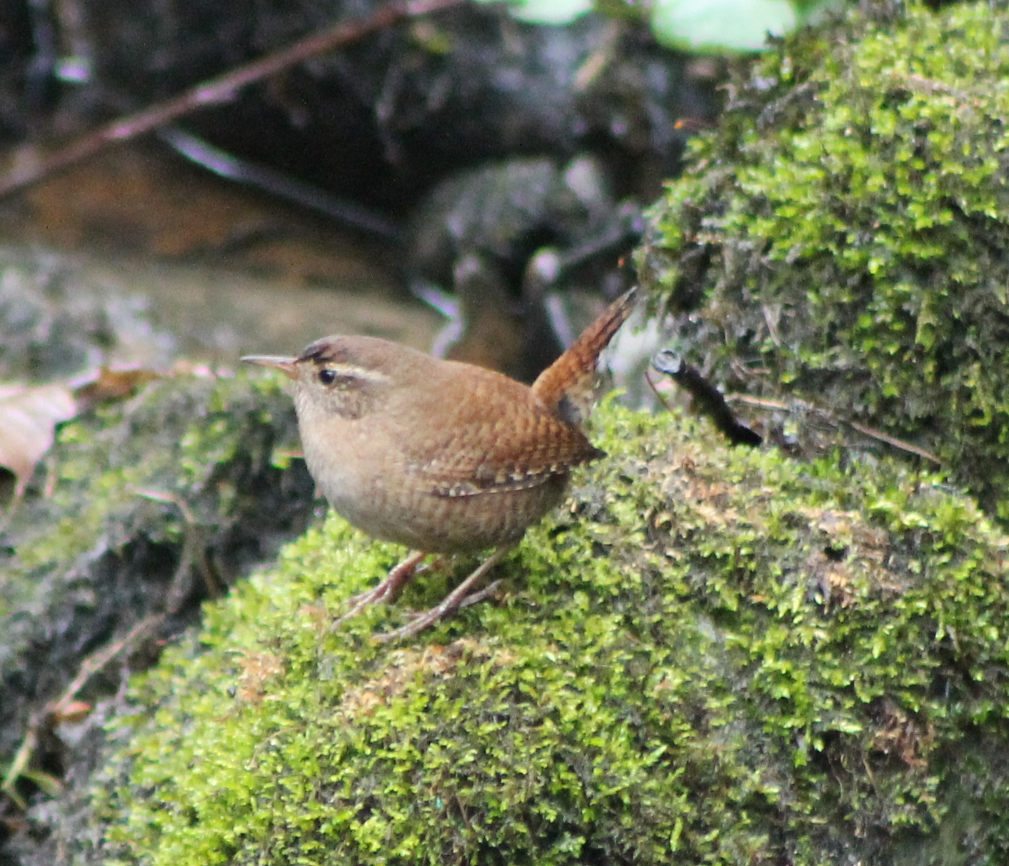 wren
