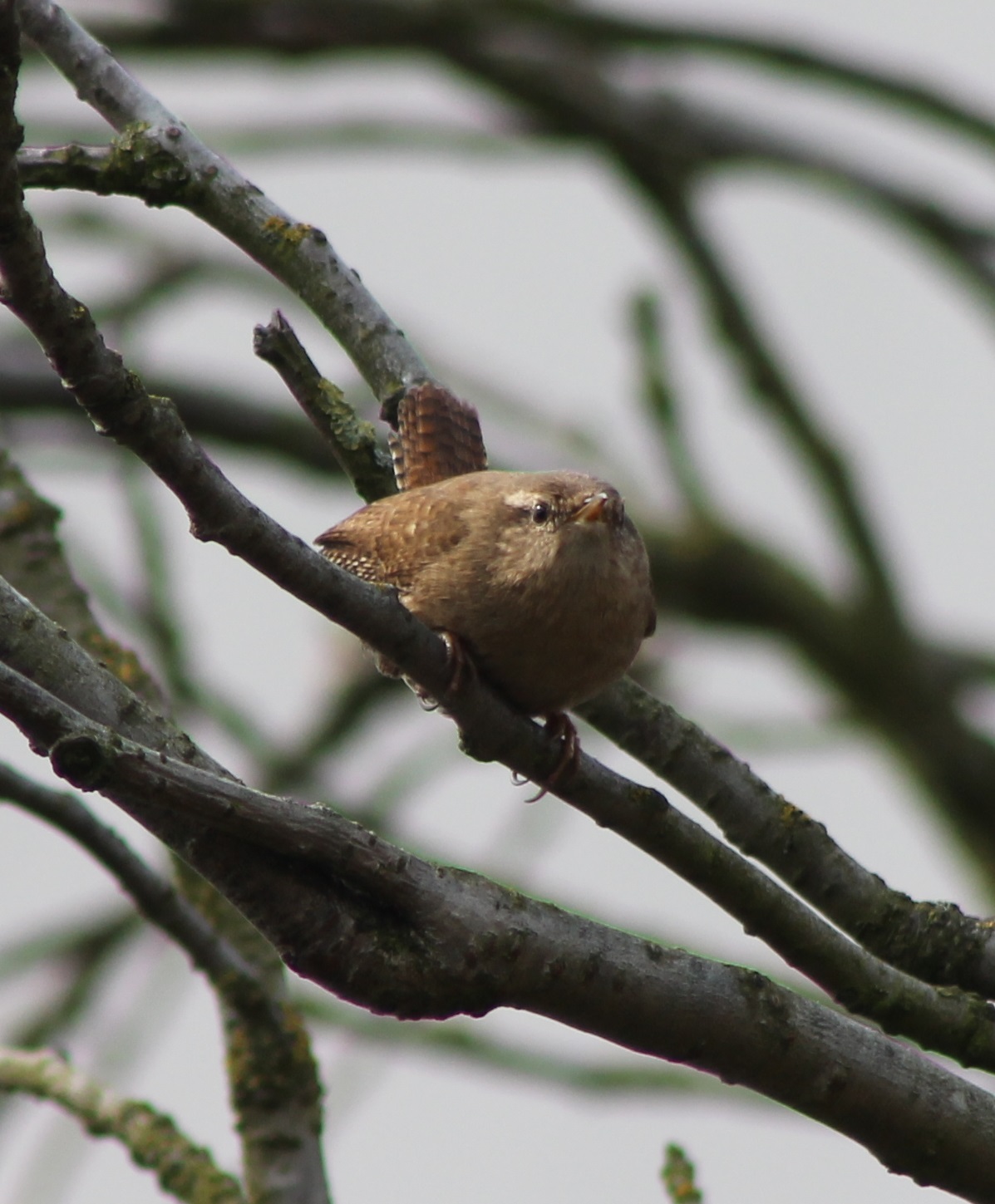 Wren