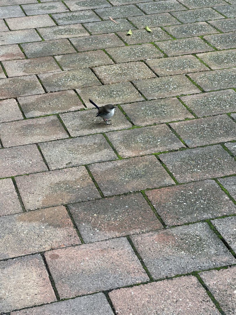 Wrens wherever you look!