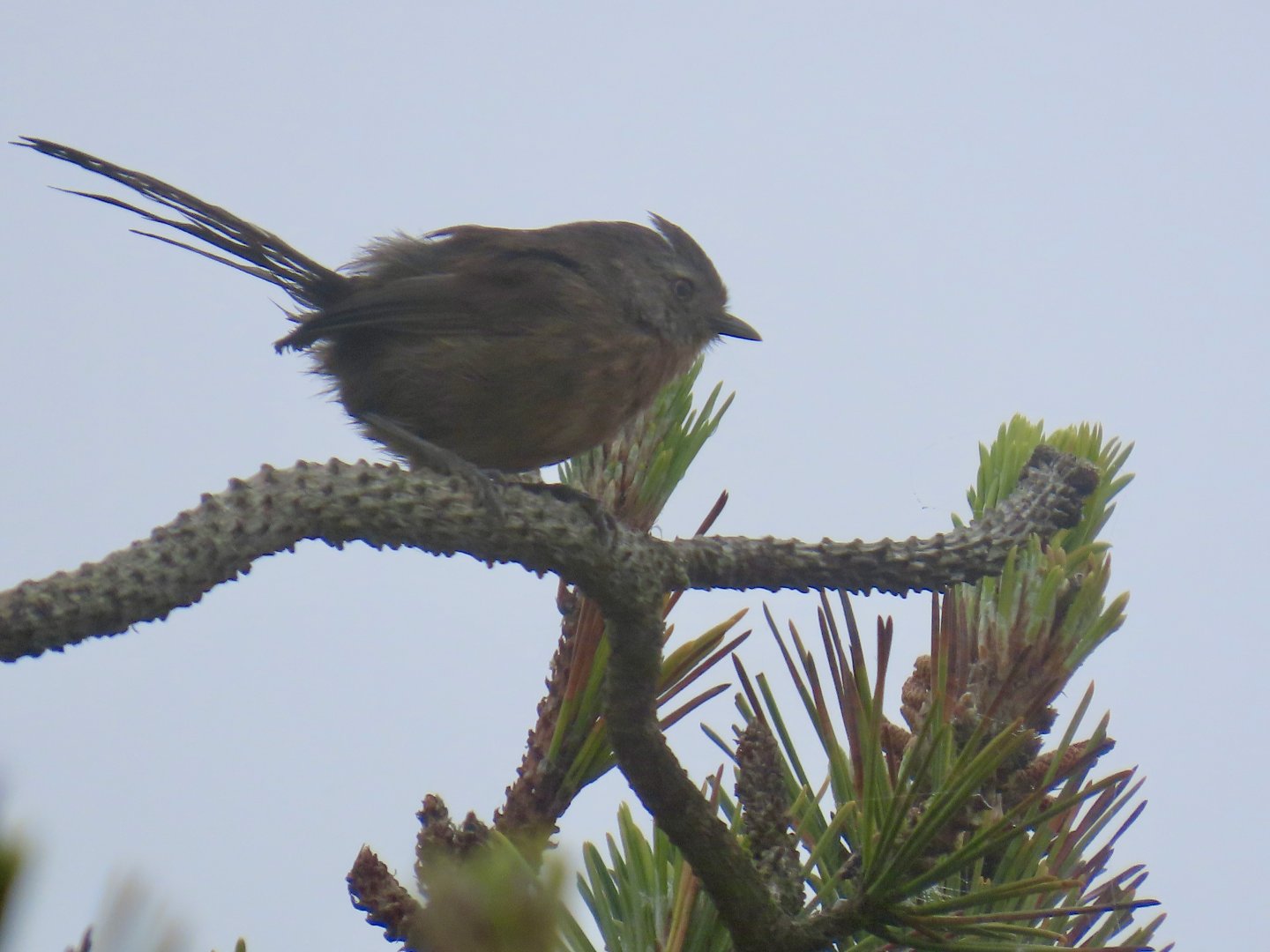 Wrentit (Chamaea fasciata)