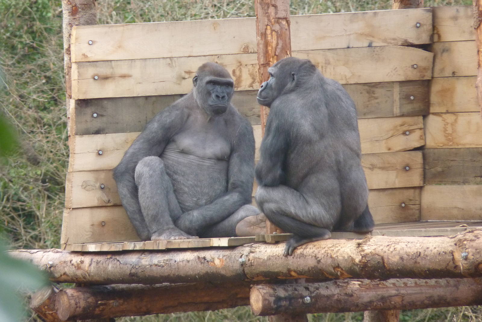 Wrestling Gorilla-style #1, 17 March 2013