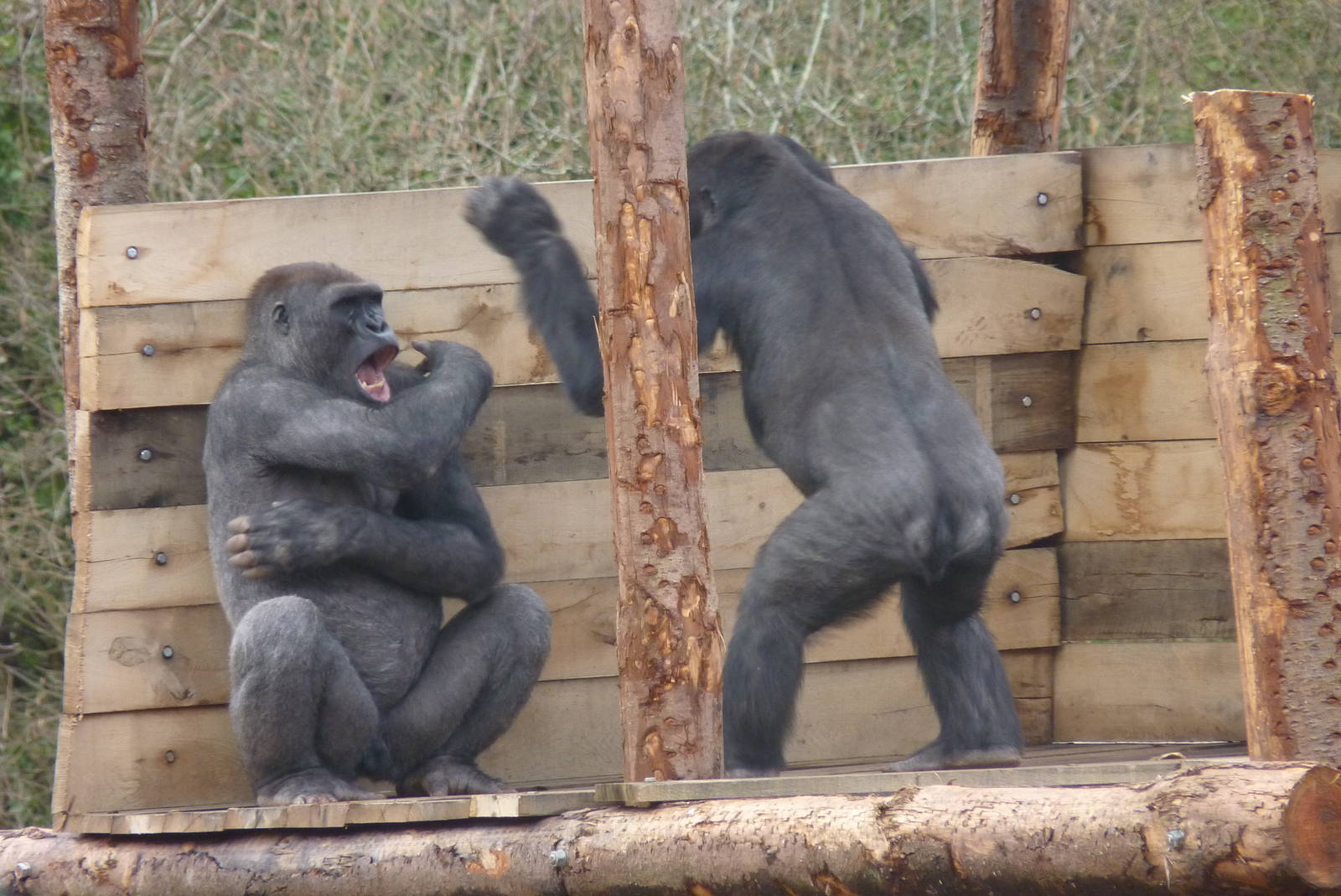 Wrestling Gorilla-style #2, 17 March 2013