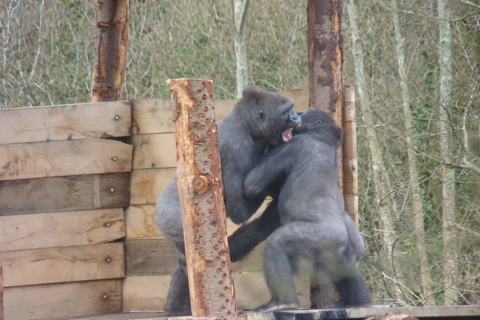 Wrestling Gorilla-style #4, 17 March, 2013