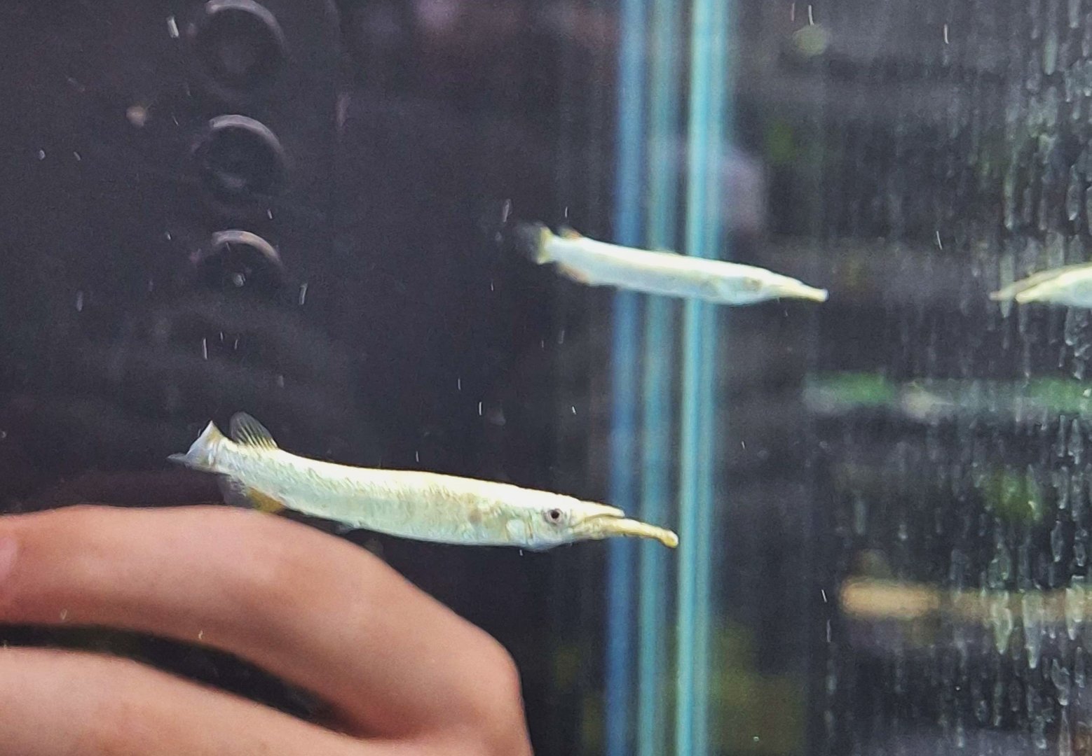 Wrestling Halfbeak (Dermogenys pusilla)