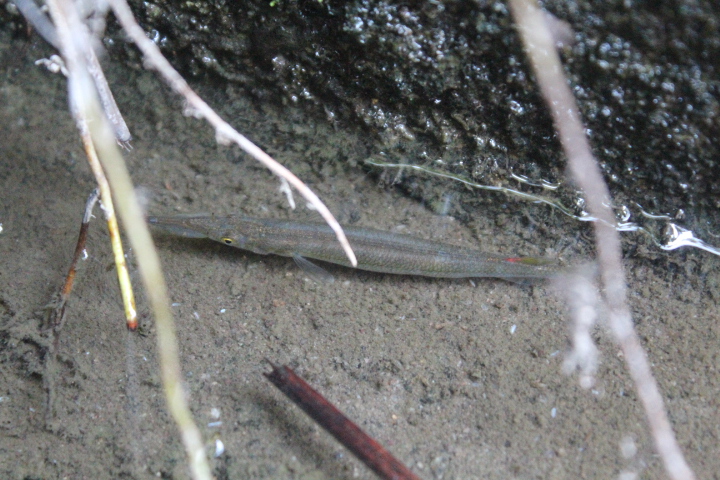 Wrestling halfbeak (Dermogenys pusilla)