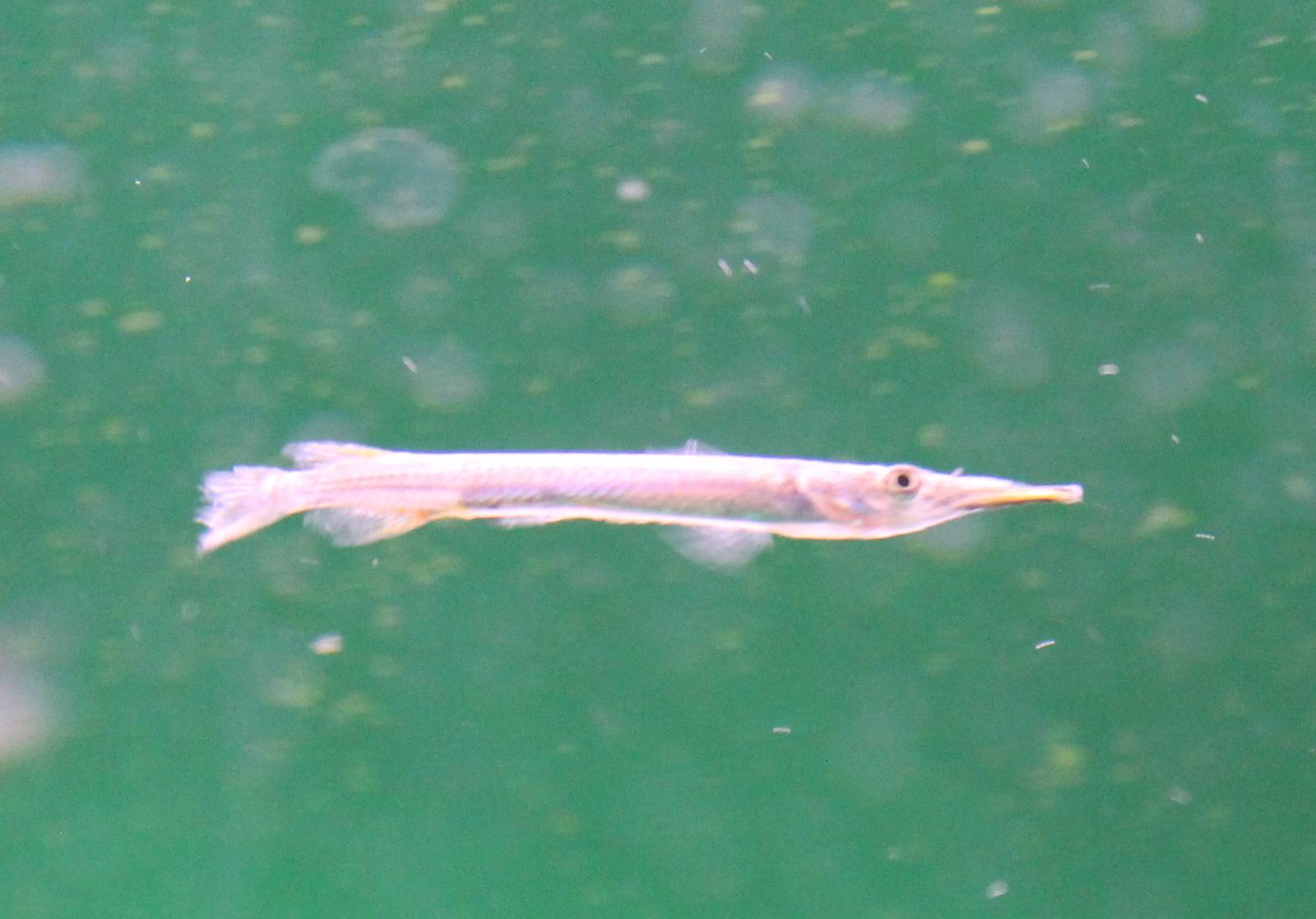 Wrestling halfbeak