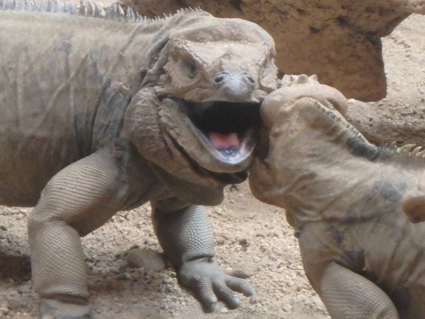 Wrestling rhinoceros iguanas