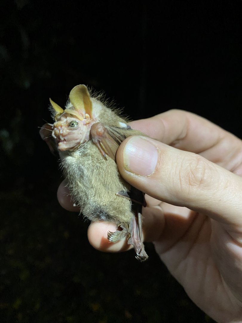 Wrinkle-faced Bat (Centurio senex) - female