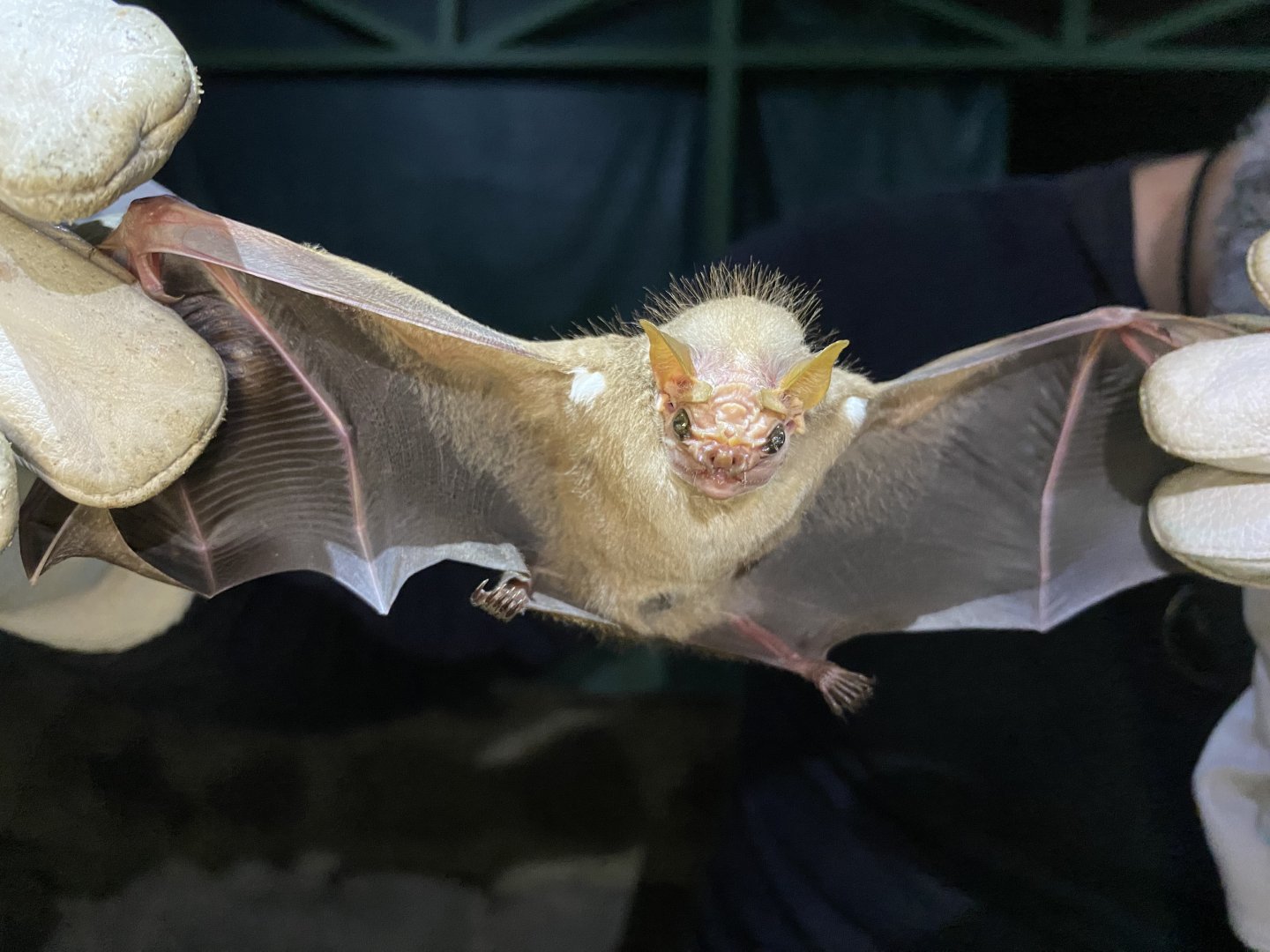 Wrinkle-faced Bat (Centurio senex) - female