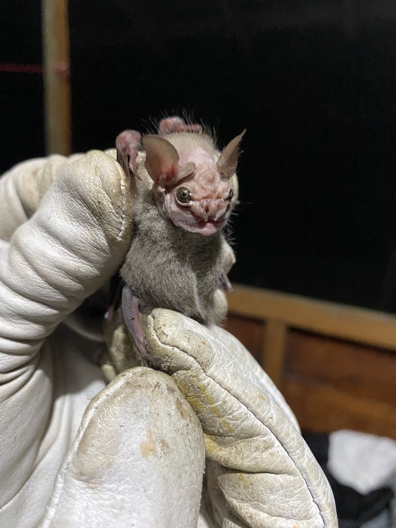 Wrinkle-faced Bat (Centurio senex) - male