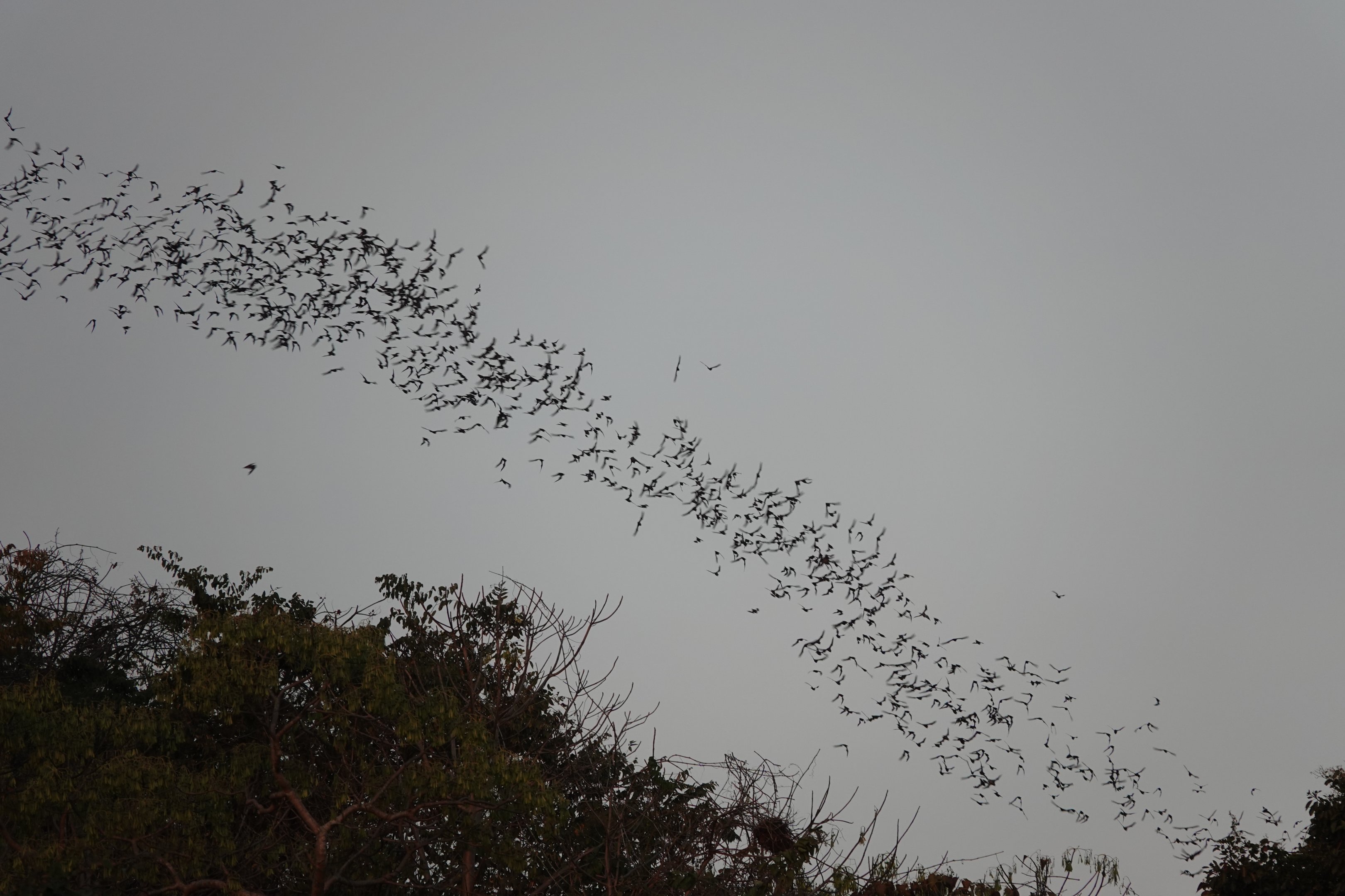 Wrinkle-lipped free-tailed bats