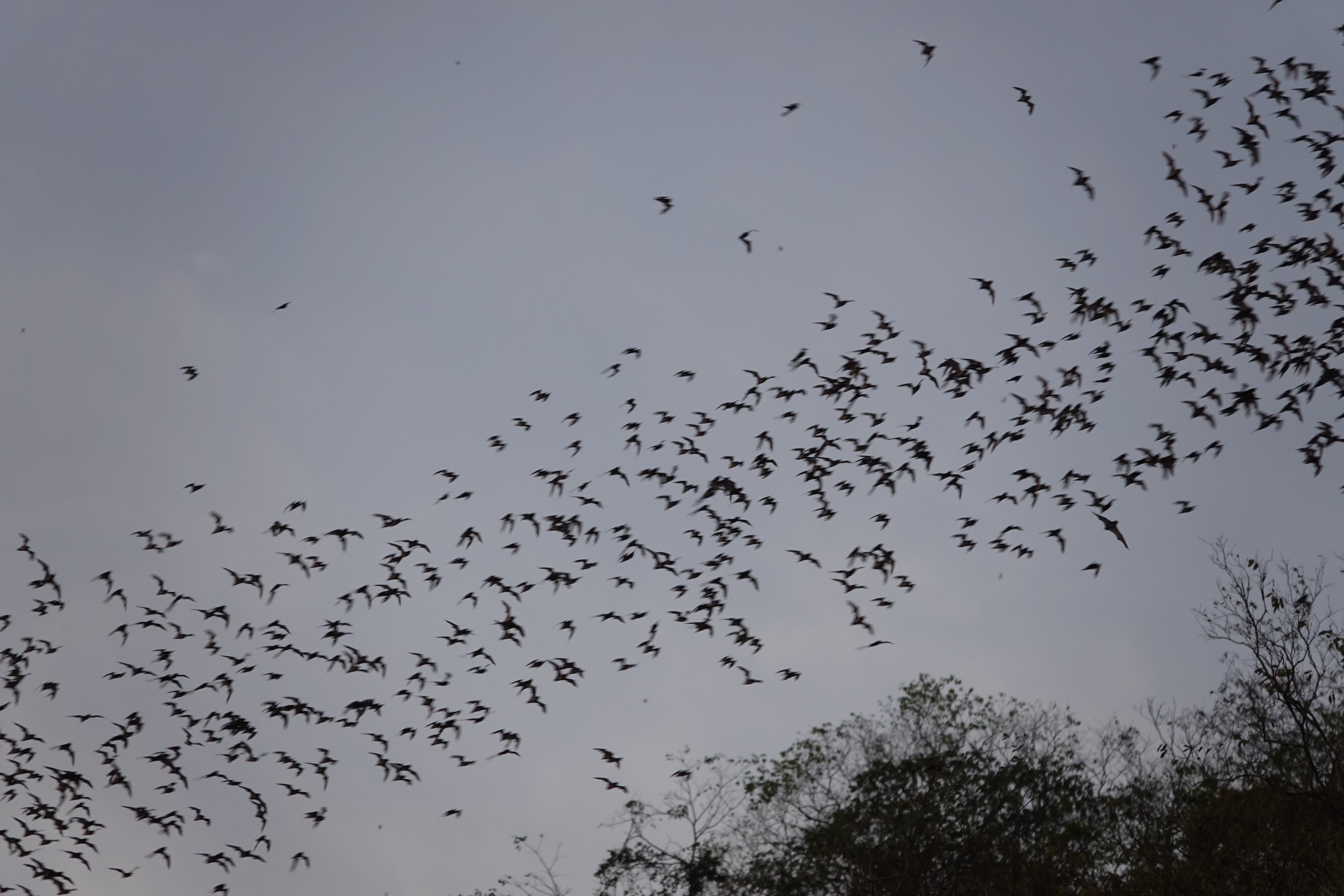 Wrinkle-lipped free-tailed bats