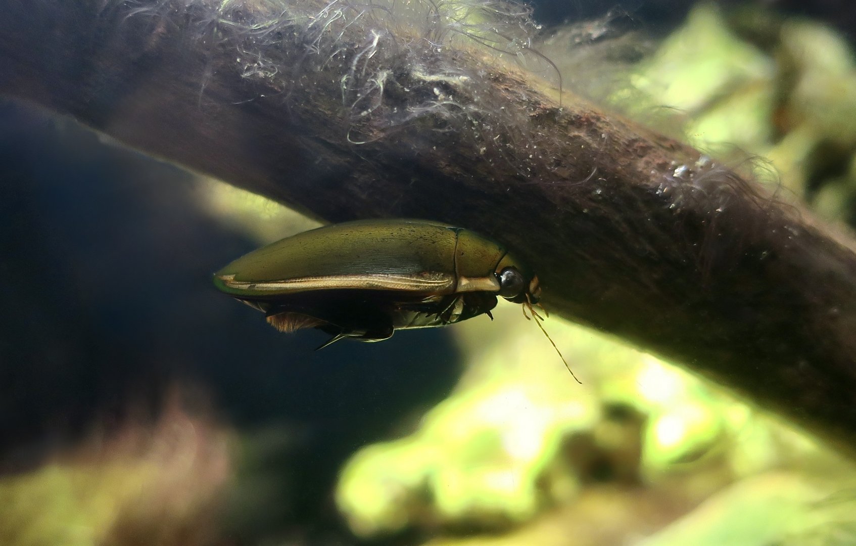 Wrinkled Diving Beetle (Cybister rugosus) - Taiwan Insect Museum