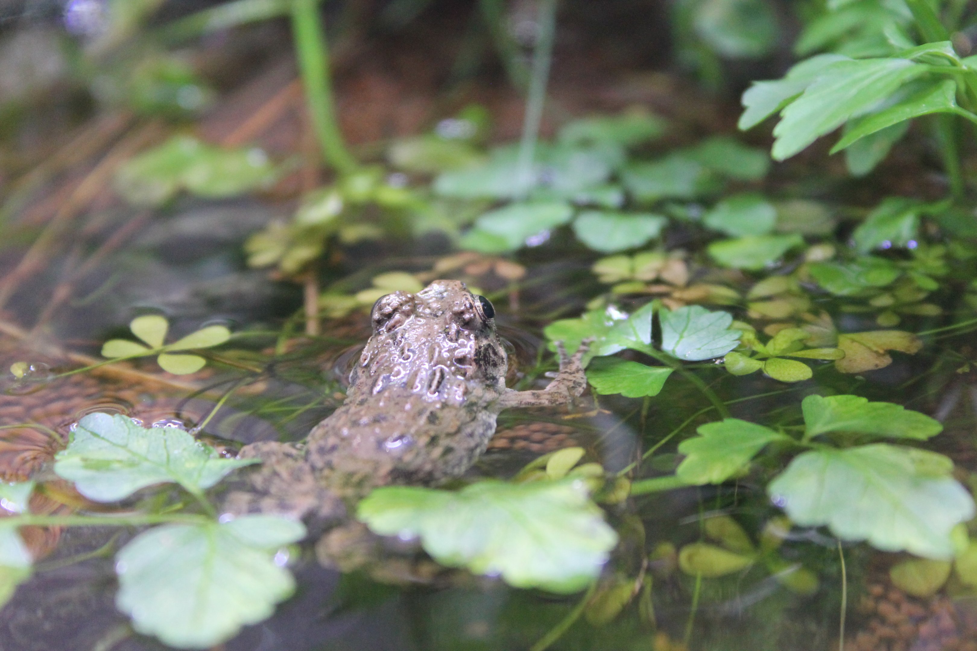 Wrinkled Frog (Glandirana reliqua)