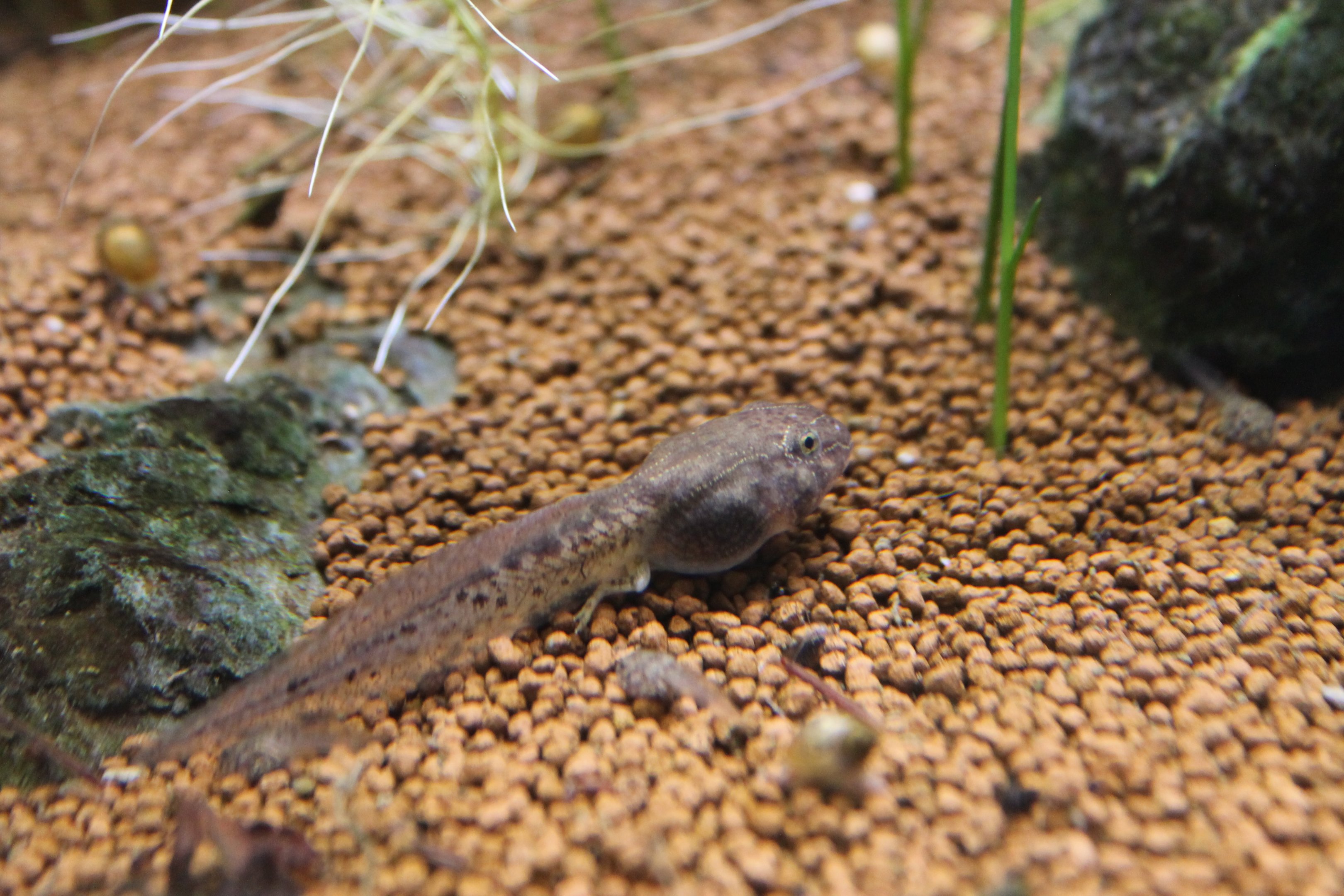 Wrinkled Frog (tadpole) (Glandirana reliqua)