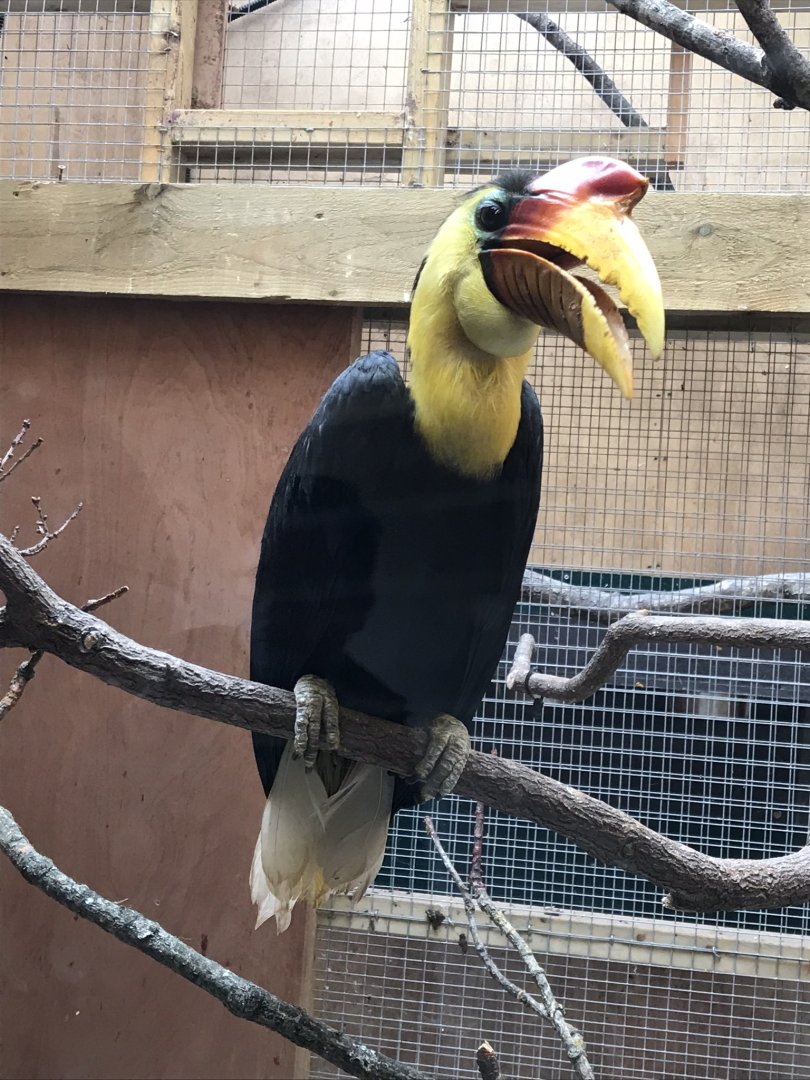 Wrinkled hornbill 110519