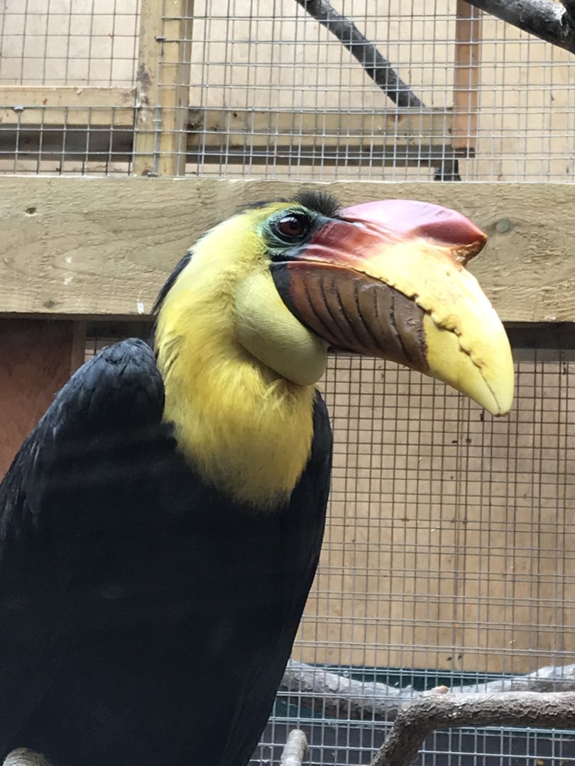 Wrinkled hornbill 110519